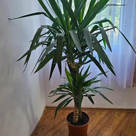 Biala Perla House Privatunterkunft