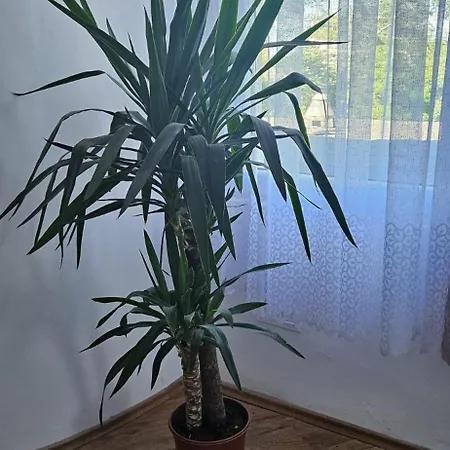 Biala Perla House Проживание в семье *