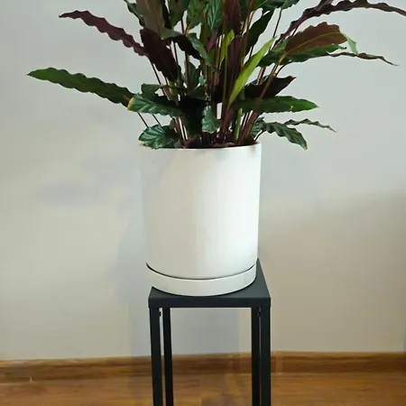 Biala Perla House ホームステイ グダニスク