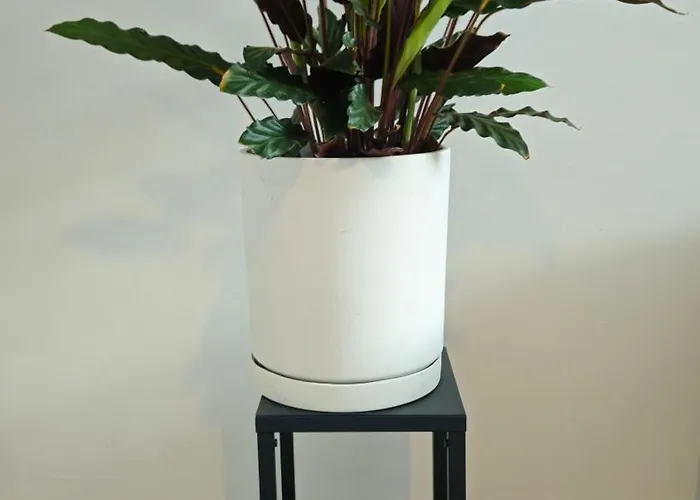 Biała Perła House Kwatera prywatna Gdańsk